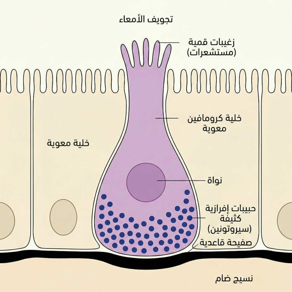 الخلايا المعوية أليفة الكروم (Enterochromaffin Cells - EC)