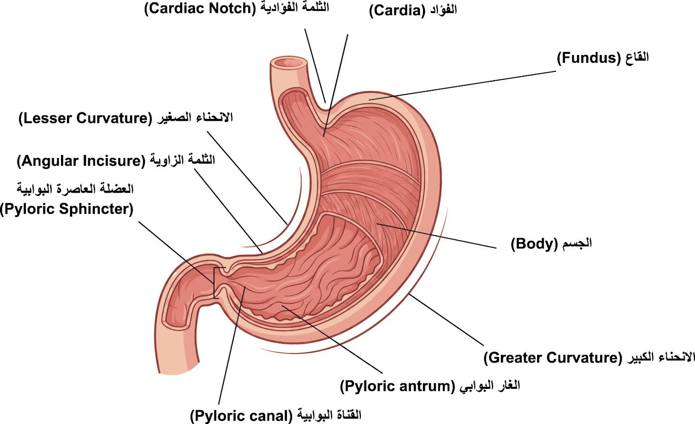 تشريح المعدة العياني Stomach Gross Anatomy